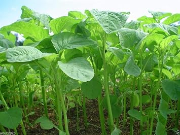 Chinese Spinach Seeds Green Tender Leaf - Edible Amaranth, Jamaican Calla-loo
