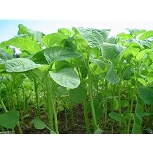 Chinese Spinach Seeds Green Tender Leaf - Edible Amaranth, Jamaican Calla-loo