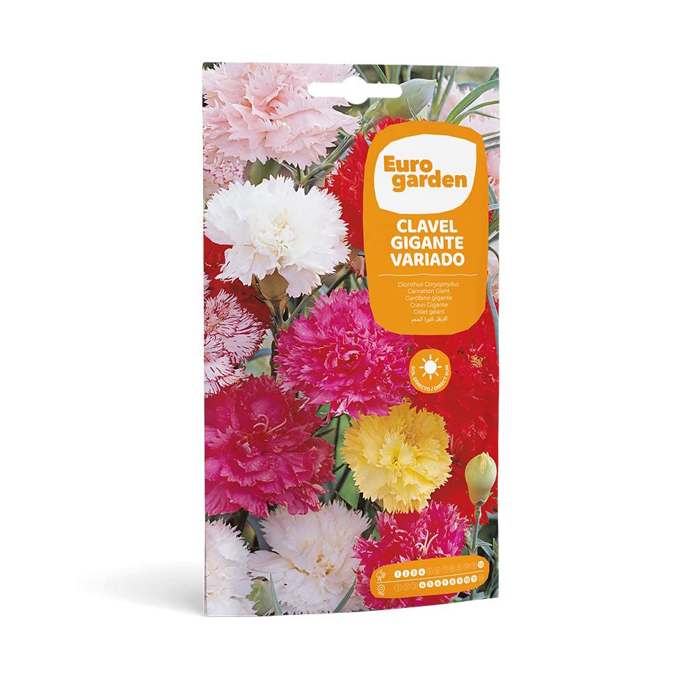 Giant Carnation Mixed Flower Seeds