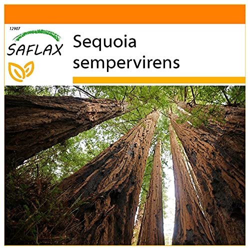 SAFLAX - Garden in the Bag - Secuoya roja - 50 semillas - Con sustrato de cultivo en un sacchetto rigido fácil de manejar. - Sequoia sempervirens