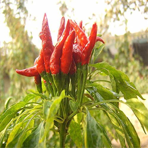 200 semillas de pimiento chile rojo Capsicum frutescens vehículos orgánicos orgánica nuevo jardín 200 semillas de pimiento chile rojo Capsicum frutescens vehículos orgánicos orgánica nuevo jardín