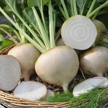 Park Seed Beet Vegatable Plant Seeds, Easy to Grow, Variety of Colors, Spring Garden, Avalanche White F1, Pack of 200