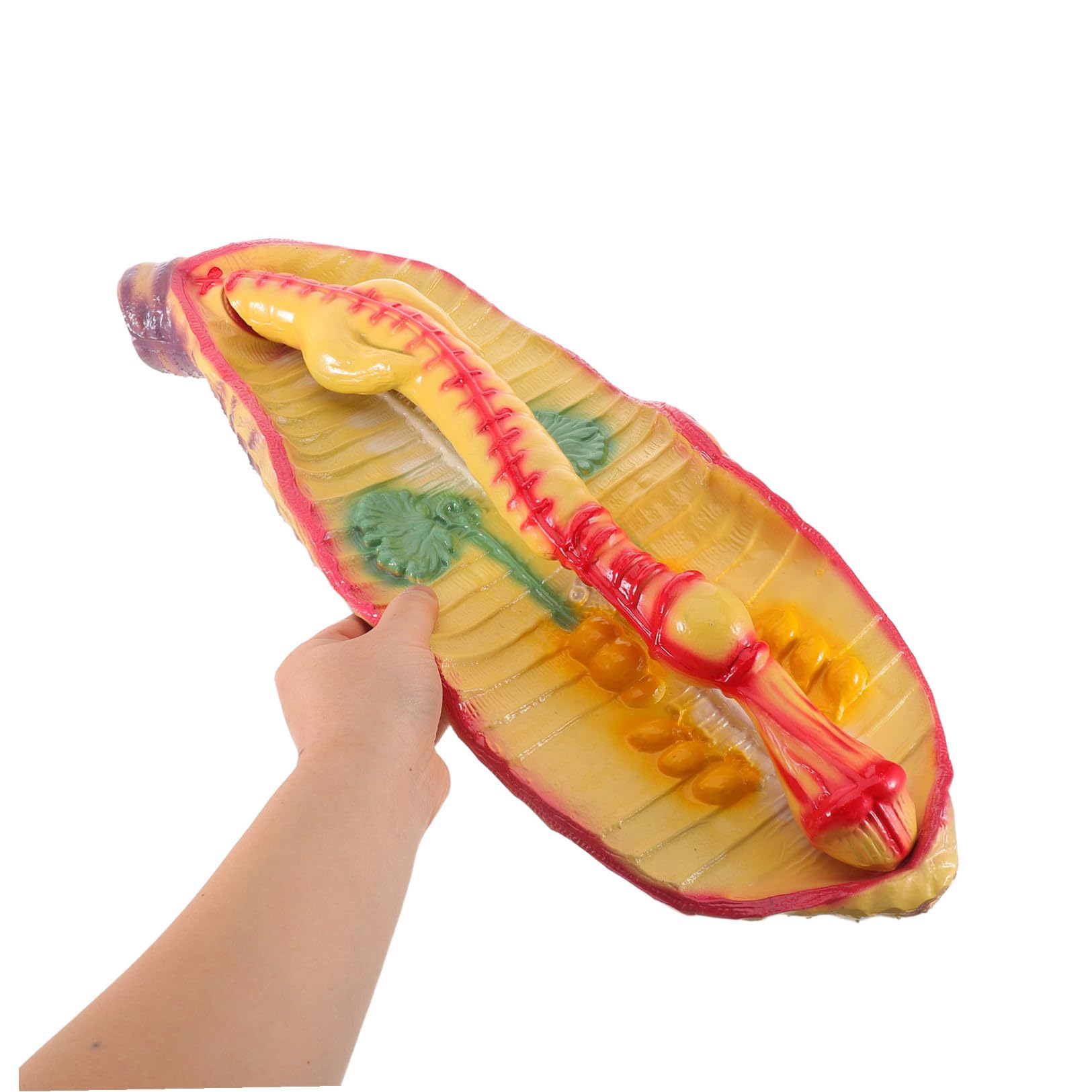 Sosoport Modello di Anatomia di Verme Ingrandito in Plastica, Design Portatile e Realistico per Laboratorio di Biologia Scolastica e Kit Educativi Scientifici
