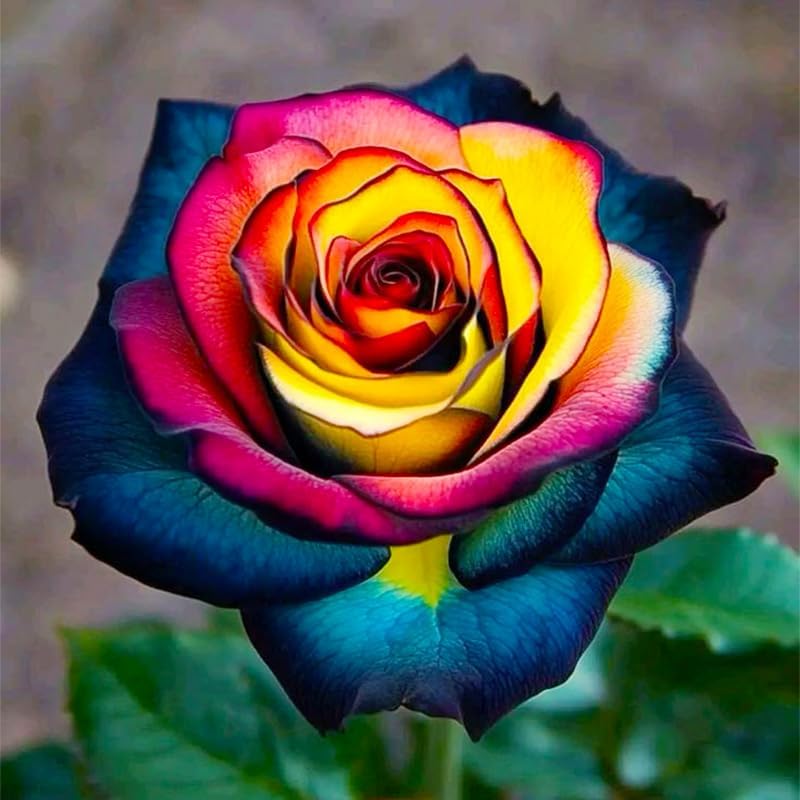 Miniatura 3 de Más de 165 semillas de rosas perennes exóticas para plantar, semillas de rosas raras y hermosas sin OMG para jardín y patio para plantar al aire
