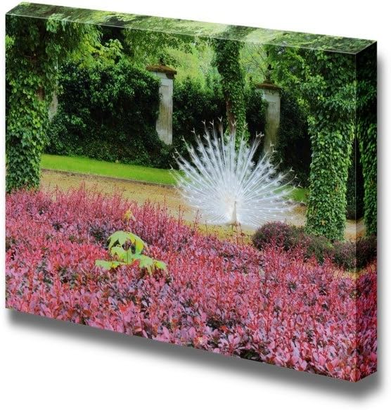 Canvas Prints Wall Art - The White Peacock Spreads Its Tail in The Green Garden | Modern Wall Decor/Home Decoration Stretched Gallery Canvas Wrap Giclee Print & Ready to Hang - 12" x 18"