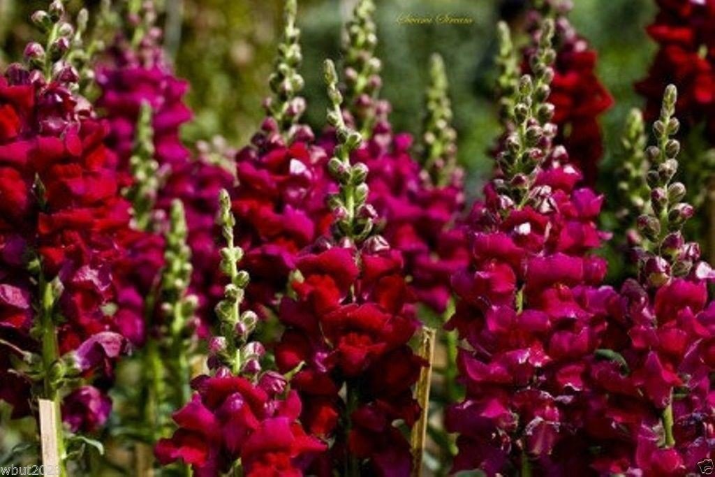 Snapdragon Seeds (Antirrhinum Majus Maximum) Ruby Red 500 Seeds - Perennial !