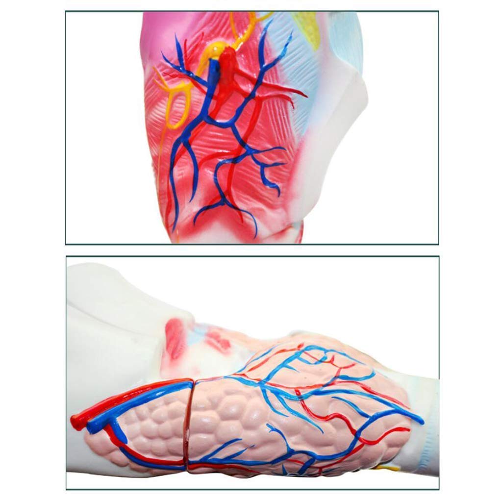 Model dydaktyczny, model ludzkiego gardła, modele naukowe anatomii człowieka - szkielet anatomiczny symulacji medycznej, materiał żywiczny profesjonalny model gardła do medycznej pomocy edukacyjnej An