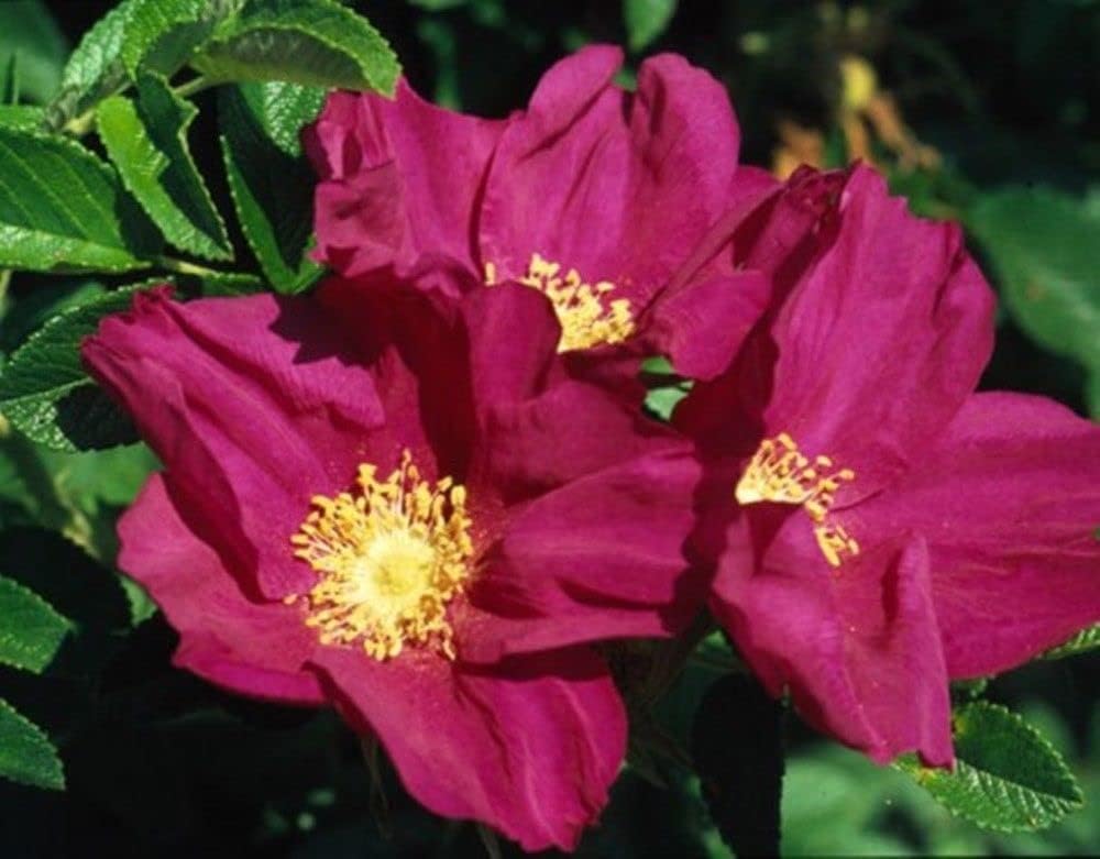 Red Hedging Rose Field Grown Bare Root Hedging Plants Tree Whip Sapling Rosa Rugosa rubra (1, 1-2ft (30-60cm))
