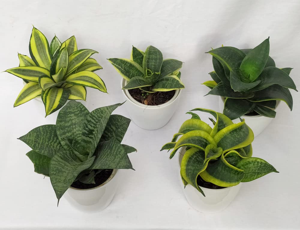 CAPPL Sansevieria | Snake Indoor Plants (Pot Included) Air Purifying Green Plants (5 Plants) (B09YNXSJZR) Amazon Price History, Amazon Price Tracker