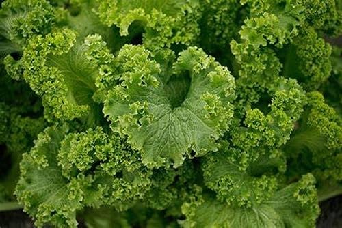 Semillas verdes de mostaza rizada gigante del sur, 50 unidades de la marca "COOL BEANS N SPROUTS". Reliquia. Sin OGM. Jardinería en casa.