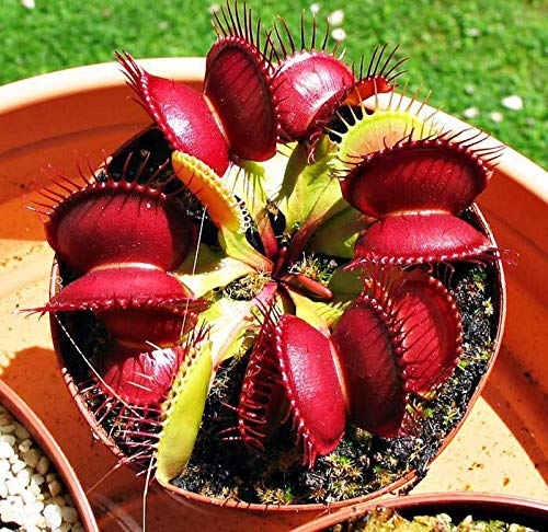 ScoutSeed Semillas de plantas insectAvoras Venus Fly Trap Semillas Plantas carnAvoras FlyTrap Bonsai