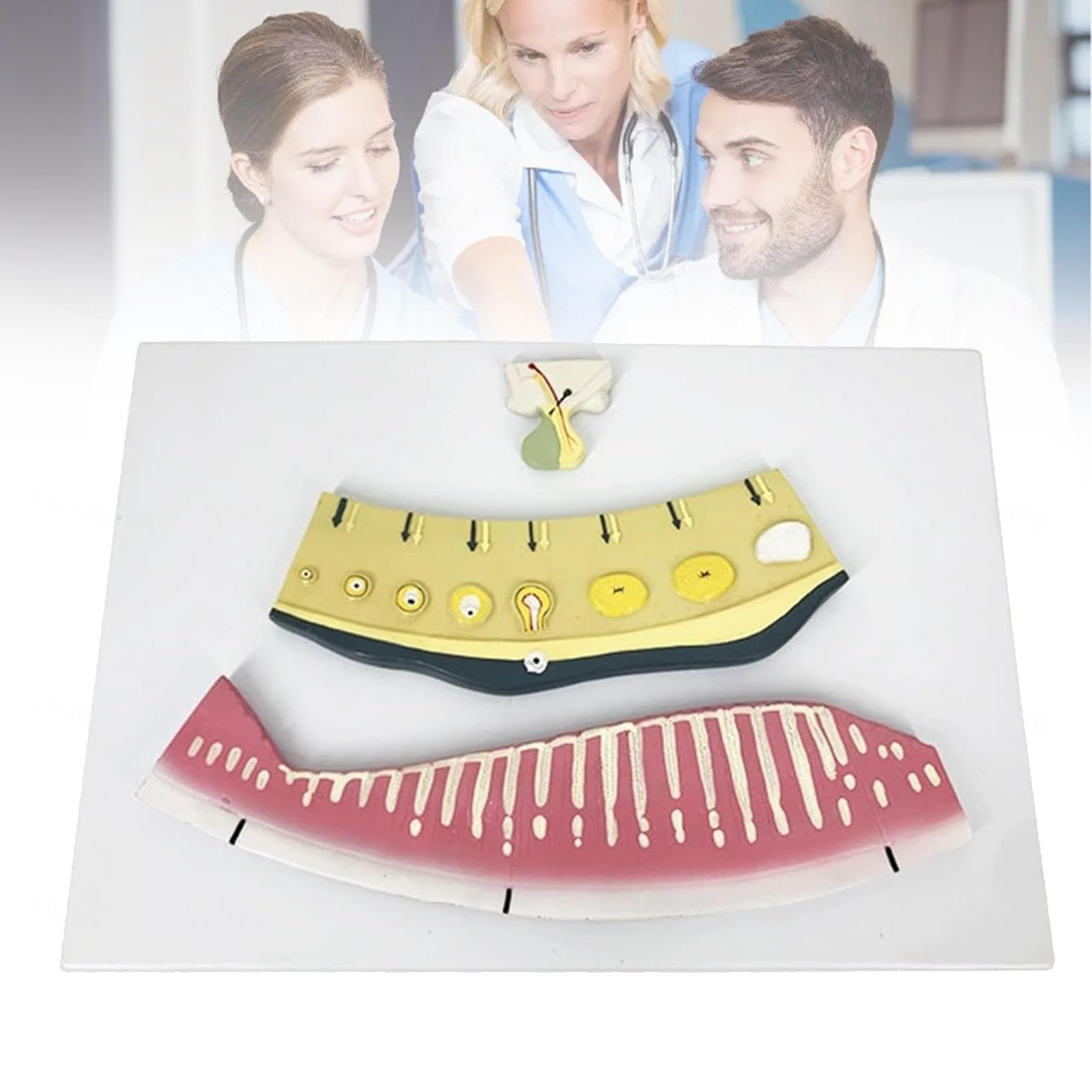 Anatomical Model of the Menstrual Cycle - Simulator of Ovarian and Endometrial Changes Female Reproductive System for Medical Education, Patient Education Class Science
