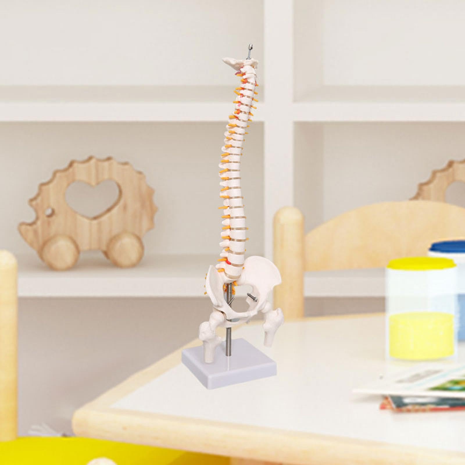 Menolana Spine Model Spinal Cord Model Learning,Education Tool,Scientific 45cm Vertebral Column Model for School Lab