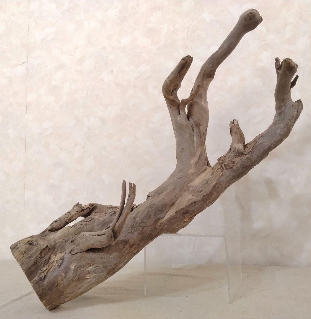 【希少】アクアリウム・パルダリウム向け 特大塊根ホーンウッド流木（約50cm） 希少】アクアリウム・パルダリウム向け 特大塊根ホーンウッド流木（約