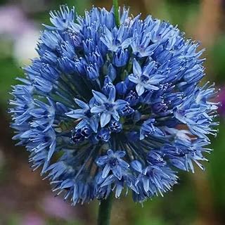 15Pcs Allium Bulbs Rare Blue Flowers Unique Cut Flower Decorate Home for Garden Balcony Planting Essential Gardening Ornamental Flowers