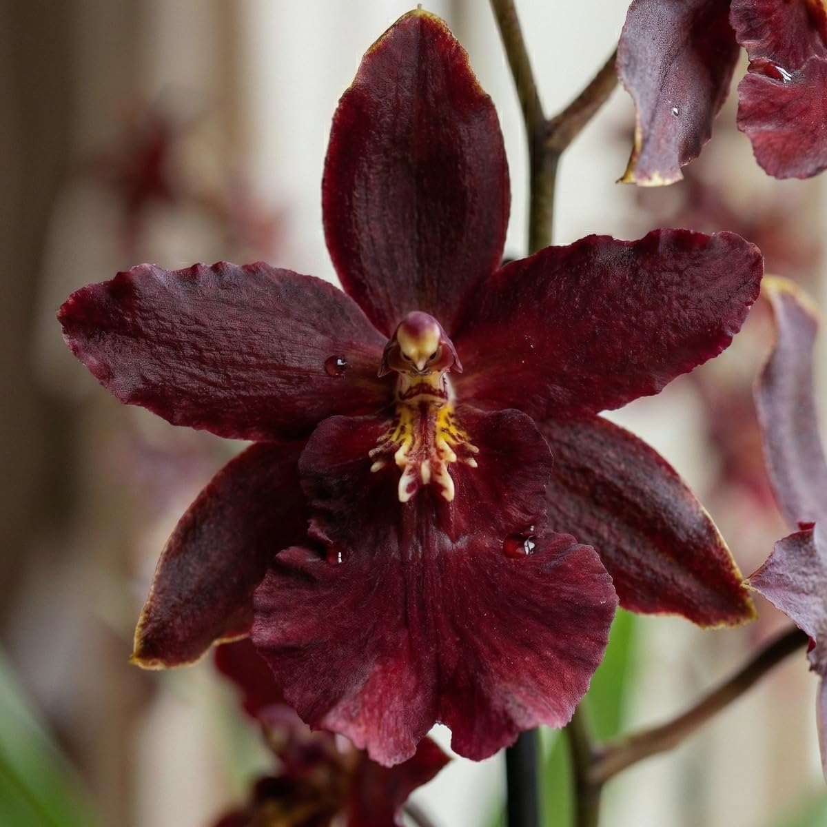 Orchideen Echte Pflanzen Dendrobium Black Cat - 2 große Zimmerpflanzen aus Holland - 30-40 cm hoch mit Blüten - Leicht Duftend (Nicht künstlich, ohne Dünger und Topf, kein Samen, nicht winterhart)