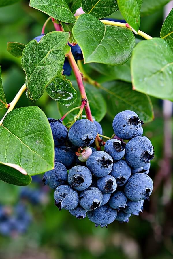 Healthy Vibe Blueberry fruit plant Rear Xotic Grafted Variety Healthy live plants All India Weather Suitable Pack of 1 (B0D351HFZ5) Amazon Price History, Amazon Price Tracker