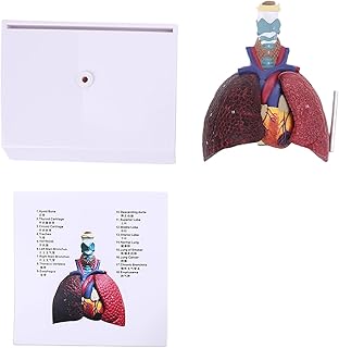 Life Size Human Lung Model Anatomical Respiratory System Anatomy Teaching Tool Skeleton