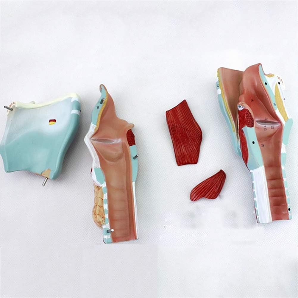 Medical Models,2X Enlarged Human Larynx Scientific Anatomy Model Dissects into 5 Parts for Classroom Study Teaching Medical Model