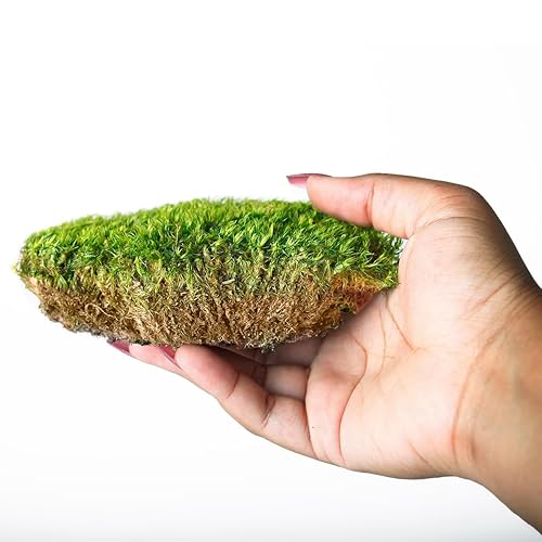 Miniatura 3 de Super Moss Mood Moss - Verde natural preservado 1200 cuin, verde fresco, bolsa de 200 en 3 (aprox. 8 onzas) (21539) (paquete de 2)