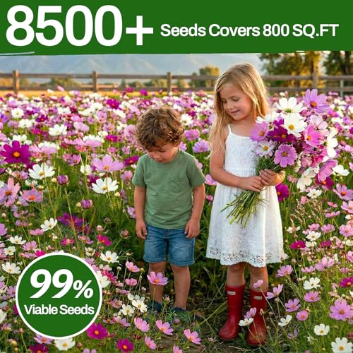 LUOJIBIE Cosmos Seeds, 8500+ Mixed Colors Cosmos Seeds for 2026, High Germination Non-GMO Cosmos Flower Seeds for Planting, Wildflower Seeds for Planting Indoor Outdoor, Open Pollinated — view 5