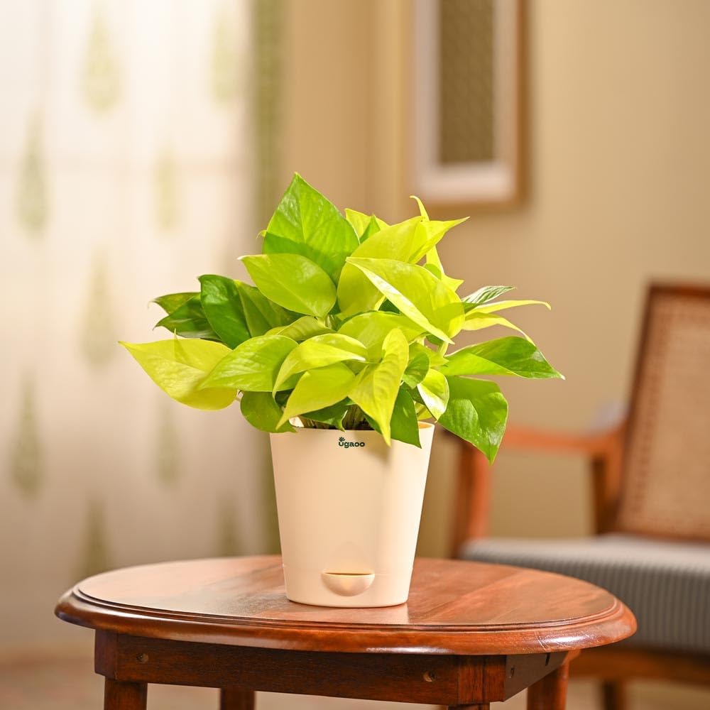 Ugaoo Golden Money Plant Indoor with Krish self watering pot (Ivory, Medium)