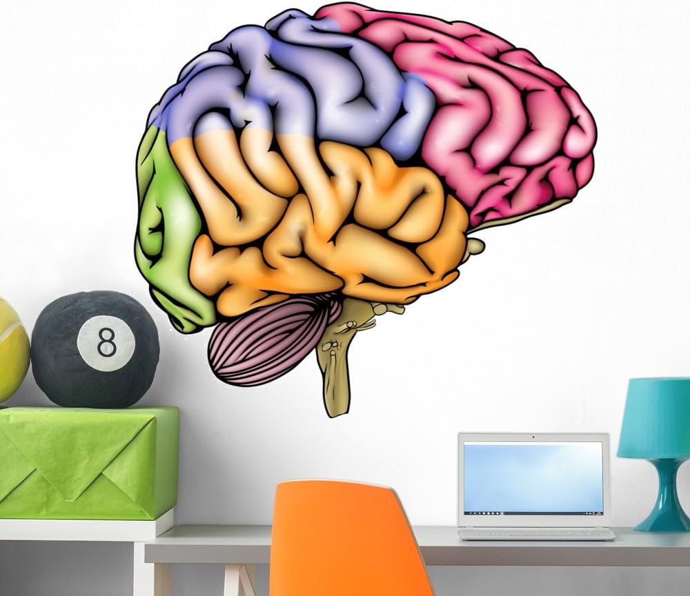 Human Brain Anatomy Wall Decal Wallmonkeys Peel and Stick Educational Graphics (36 in W x 32 in H) WM98436