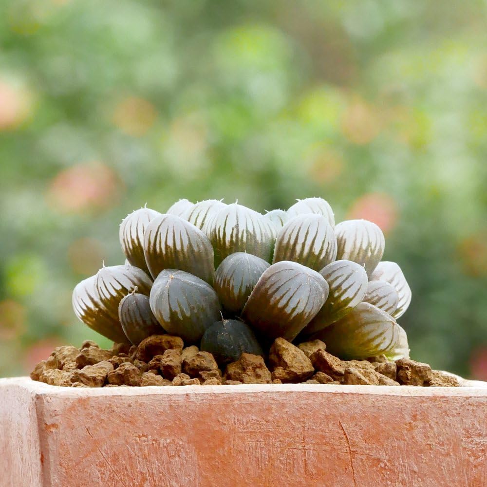 Haworthia cooperi - Tender Perennial - How to Grow Your Own - Unique Translucent Leaf-Tips - Succulent - Pink Flowering - Ideal Indoor Display - 1x 5.5cm Potted Plant by Thompson and Morgan (1)