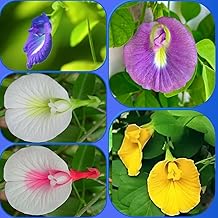 (Pack Of 40 Pcs) Shankhpushpi Seeds – Aparajita All Colours Mix | Double Petal Hybrid Flowers Seeds F305