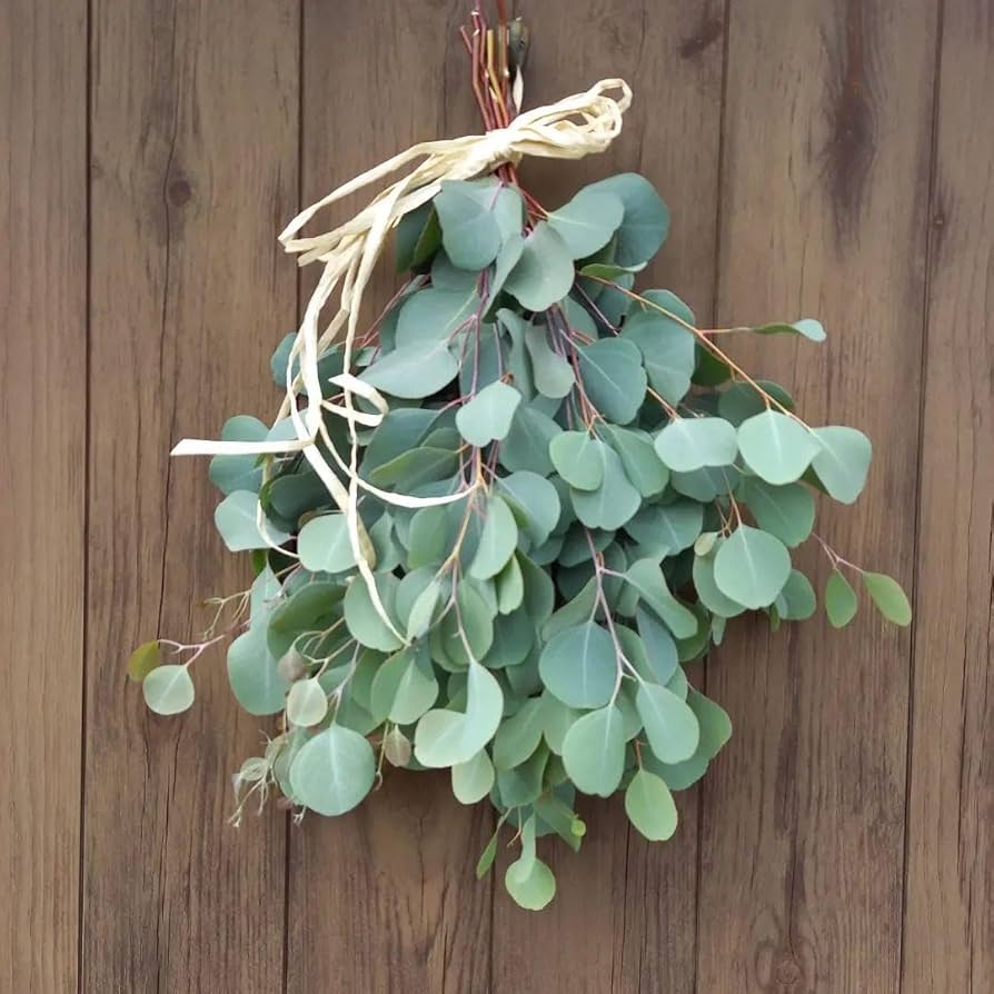 Amazon.co.jp: ユーカリ ポポラス スワッグ : おもちゃ