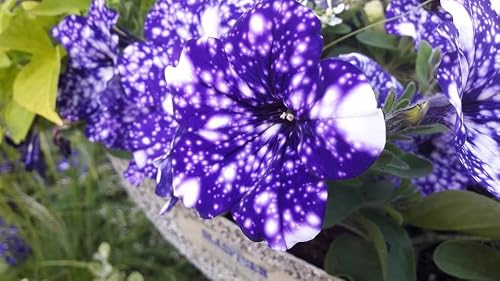 Gardengeng 300+ Rare Night Sky Petunia Seeds For Hanging Baskets - Dwarf Wave Petunia Flower Seeds For Planting Home Garden Non-Gmo Heirloom Variety #TOP4