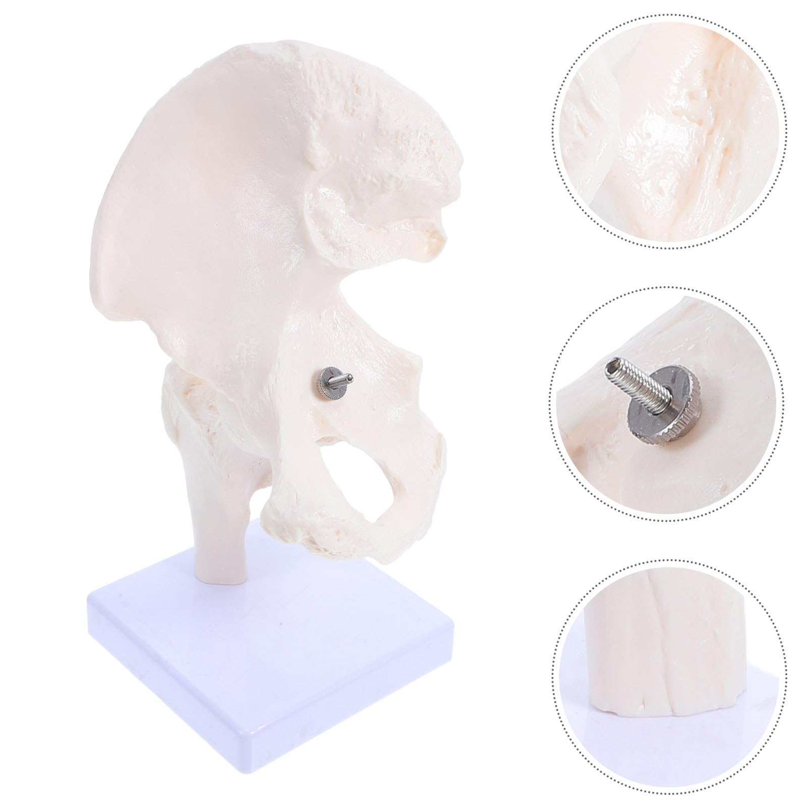 Modelo Anatómico de Esqueleto Humano de Cadera, Modelo de Anatomía para Estudiar, Herramienta Educativa Partes Desmontables para Enseñanza en Escuelas y Laboratorios, Material