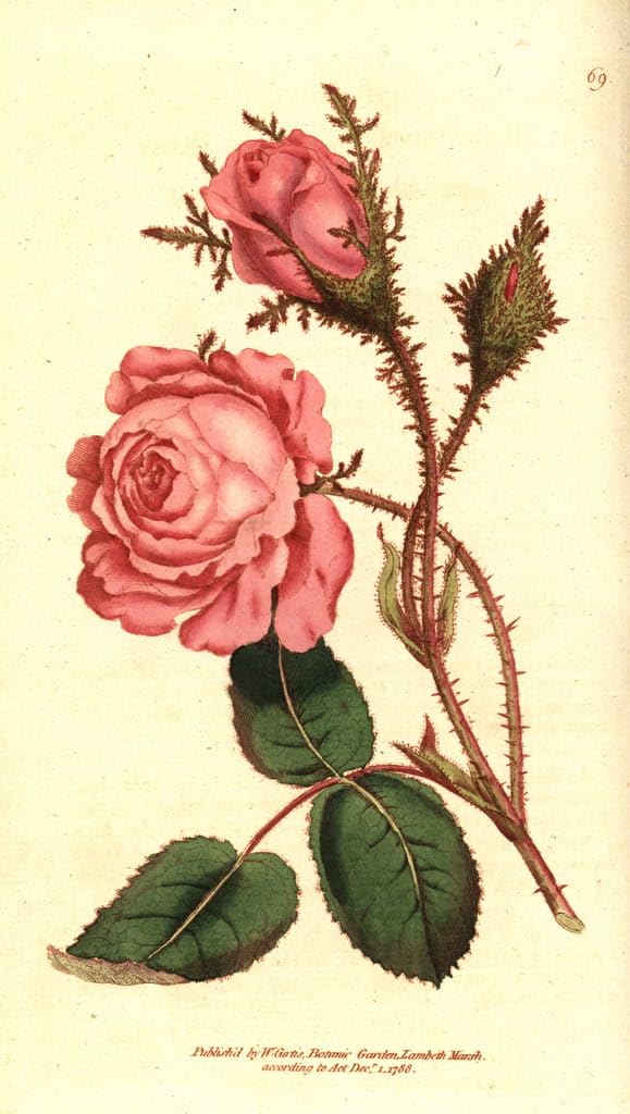 Sparkling Rose Pink Moss Toile Imprimée Botanique Sydenham