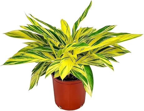Variegated Ginger - Alpinia Zerumbet Variegata - 3 Gallon Pot - Overall Height 14" to 18" - Tropical Plants of Florida Plant Only