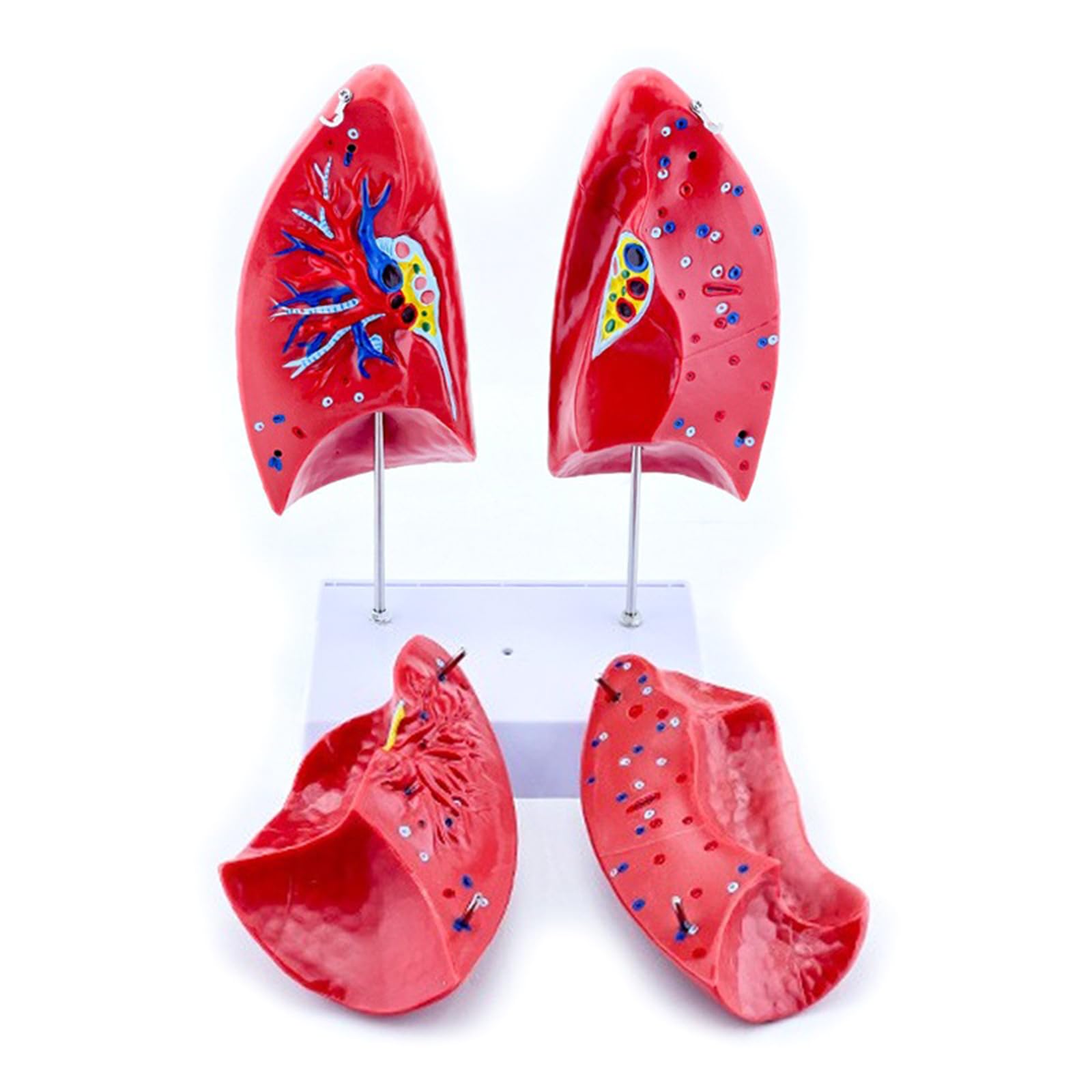 GTYLF Anatomical Lung Model with Removable Parts Normal Lung Anatomy Model for Teaching Demonstration and Education Respiratory Structure