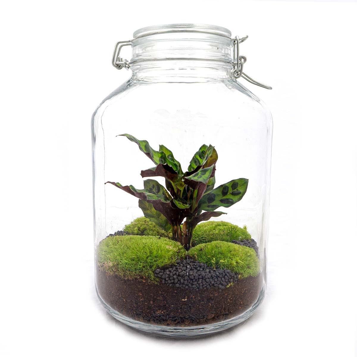 Terrario DIY de Vidrio con Calathea, Decoración de Interior, Verde, 28 cm