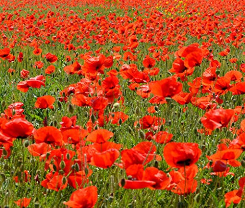 Red Corn Poppy Flower Seeds (Papaver Rhoeas), Pack Of 100,000+ Seeds By Seeds2Go #TOP1