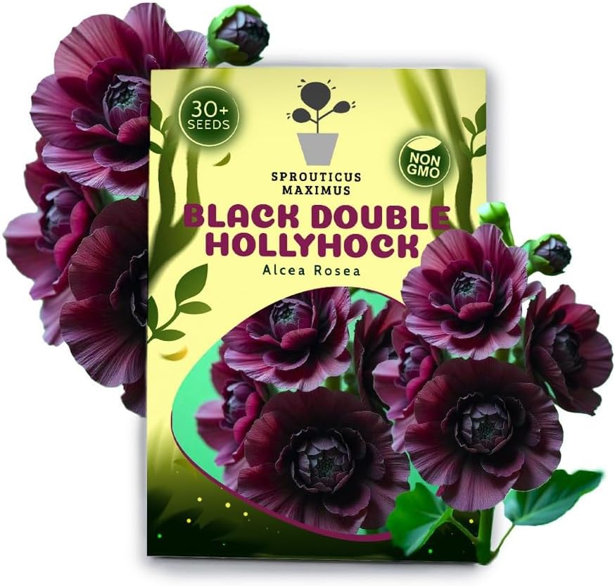 Semillas Black Double Hollyhock 30+ Semillas para cultivar Alcea Rosea Hollyhock Nigra Stock Rose Escalada Flor Perenne