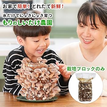 Amazon｜森のきのこ倶楽部 もりのしいたけ農園 ブロックのみ