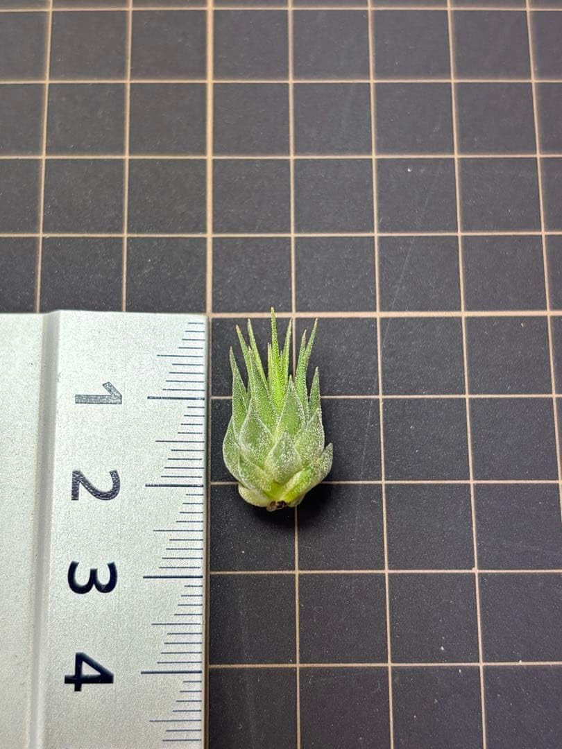 イオナンタ ヘーゼルナッツ 子株 エアープランツ チランジア