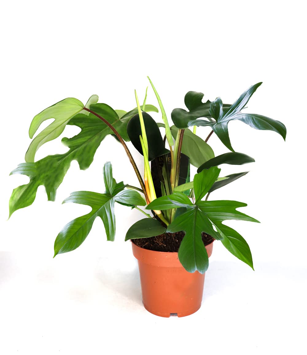 andrea plante Terrarium "Andrea"