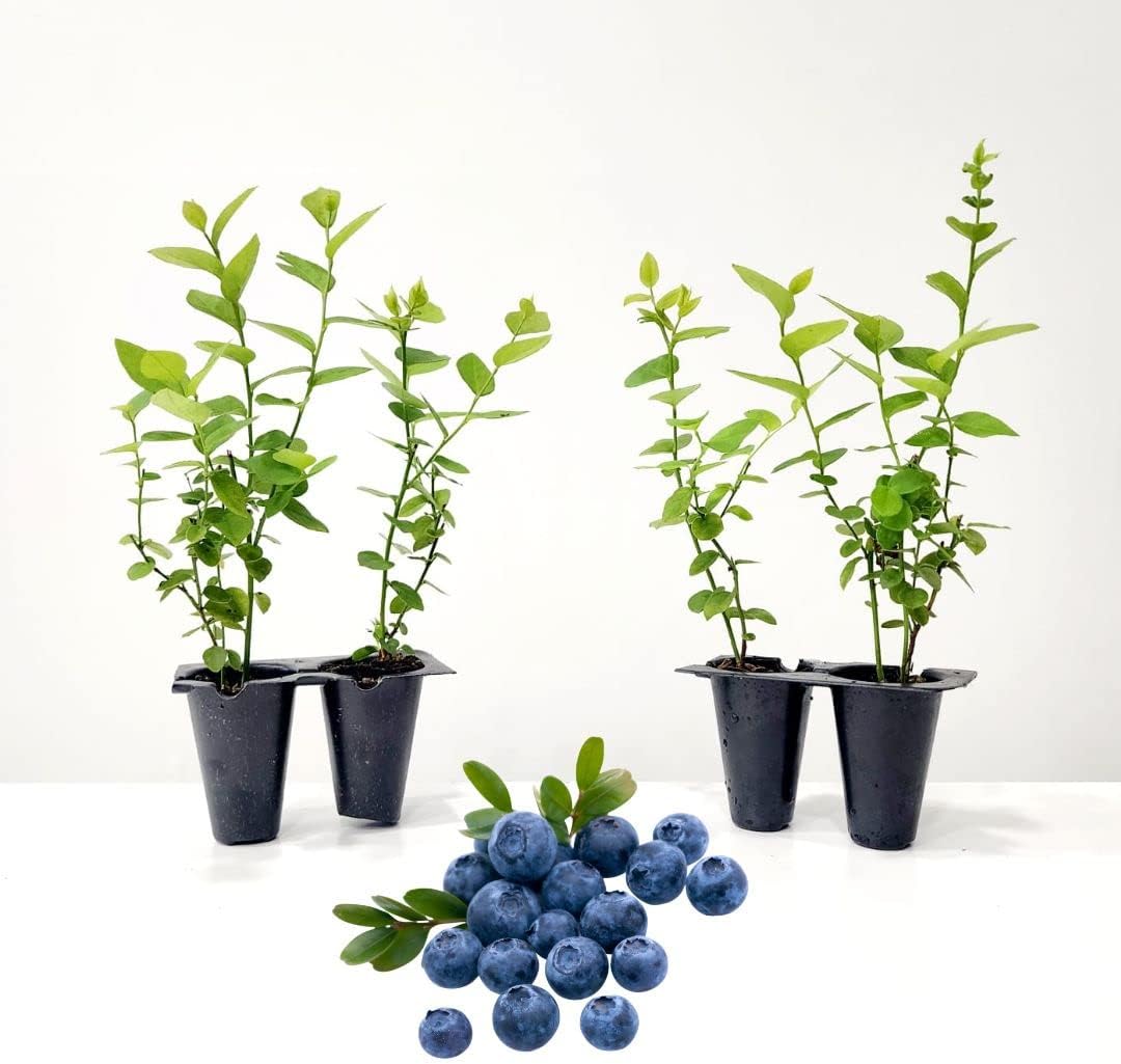 Blueberry Plant Pink Lemonade Live for Sale (4 Pack) | Easy to Grow Plants | Edible Fruit Plant for Sustainable Living | Grow Your own Food on Your Edible Organic Garden| Live for Planting| No Seeds