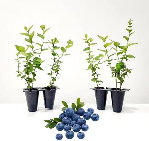Miniatura 18 de Blueberry Plant Chandler Live a la venta (paquete de 4) Plantas fáciles de cultivar Planta frutal comestible para una vida sostenible Cultiva