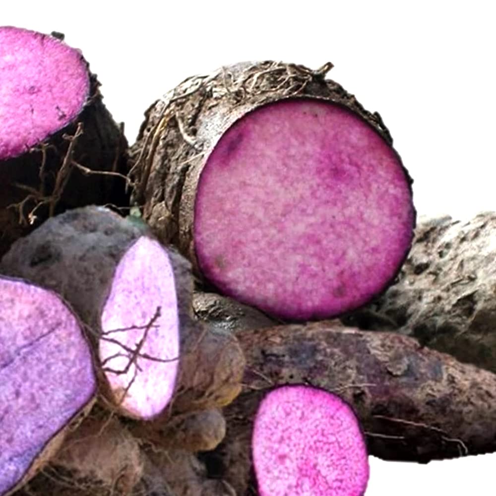 Amazon.co.jp: ダイジョ 沖縄ヤマイモ 紫種 メリクロン苗 12cmポット