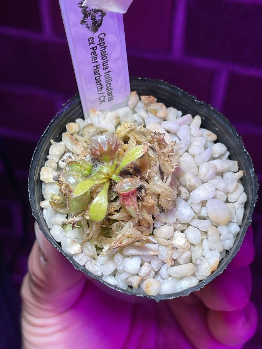 Amazon.co.jp: Cephalotus follicularis ex Peter Harbarth CK