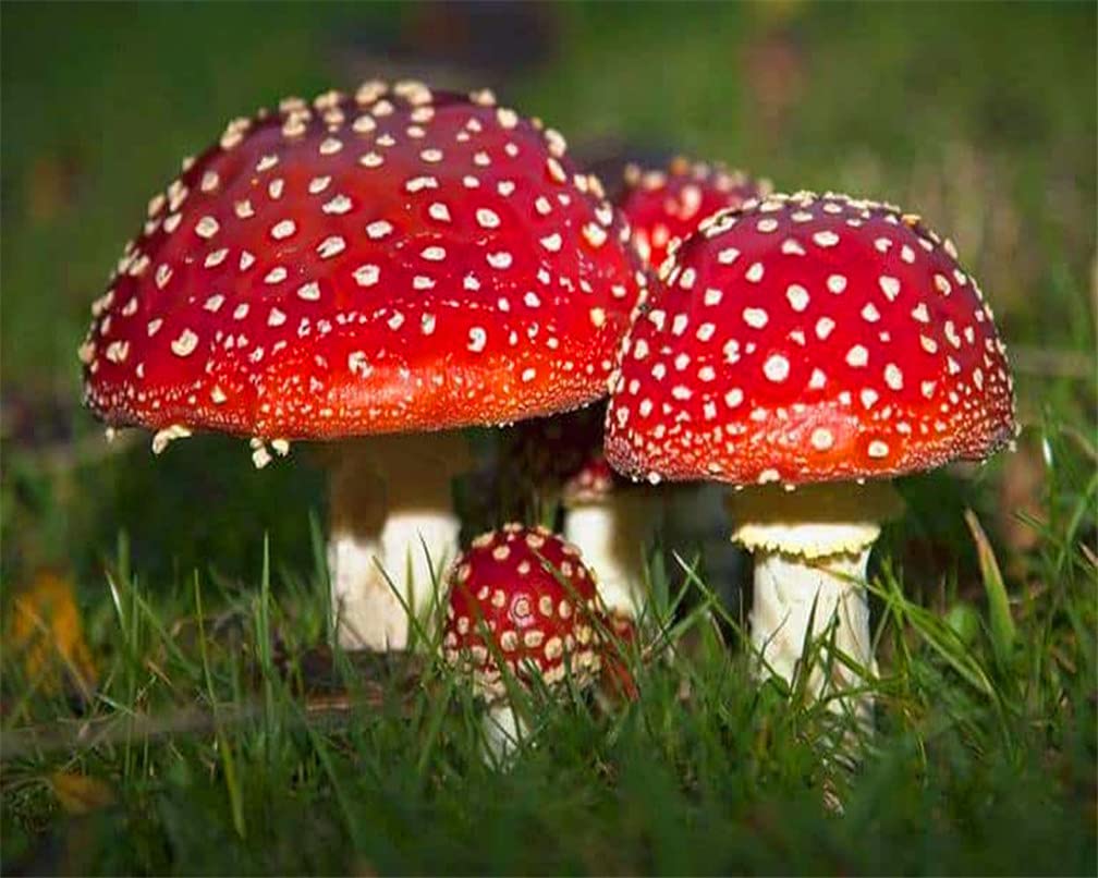 Kit di dipingere con i numeri di Funghi | Arte della Foresta Magica