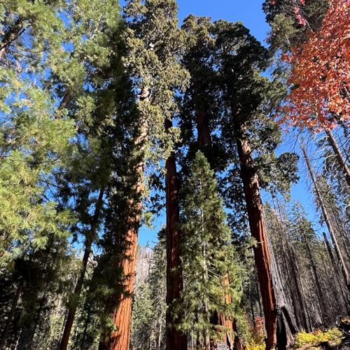 semi di sequoia - resistenti per giardini rocciosi, Perenni per in pieno sole vecchie varietà 100pcs