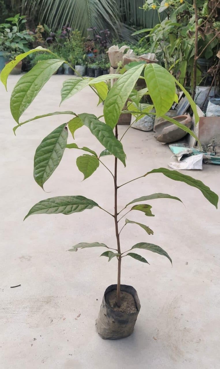 1 mahogany tree, Swietenia Tree, Mahogany Plant Tree Pack - 1 Plant (B0CDL7L4NR) Amazon Price History, Amazon Price Tracker