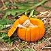 Top Collection Miniature Fairy Garden and Terrarium Sleeping Fairy Baby in Orange Pumpkin Statue