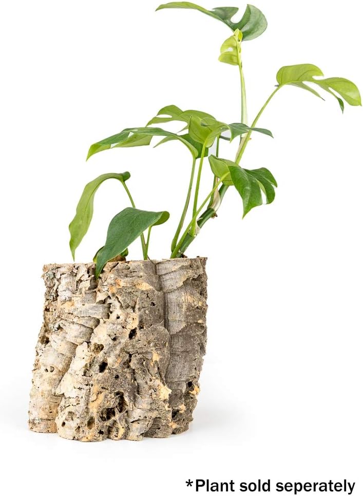 Natural 6-Inch Tall Cork Tree Planter Pot